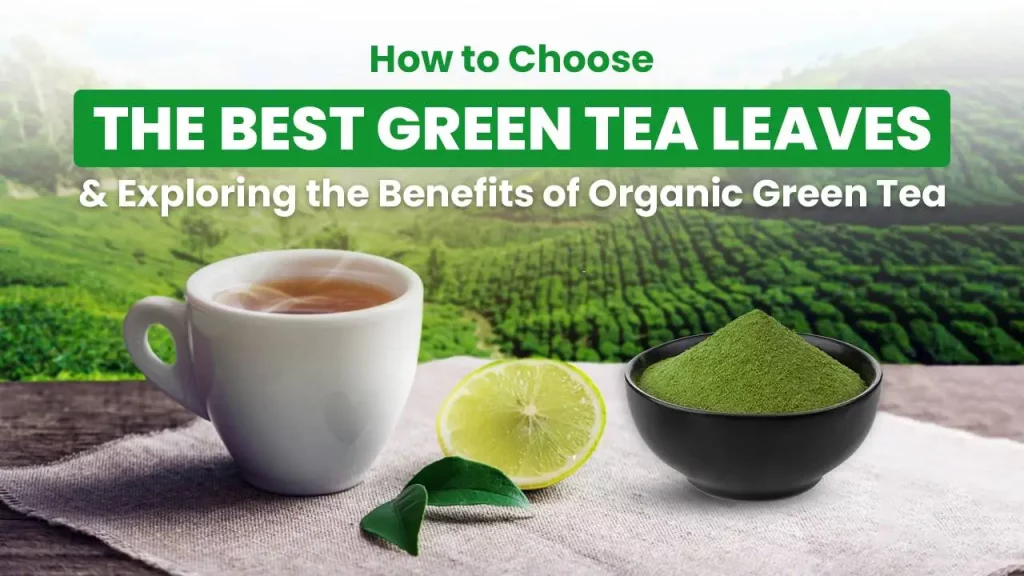 How to Choose the Best Green Tea Leaves & Exploring the Benefits of Organic Green Tea